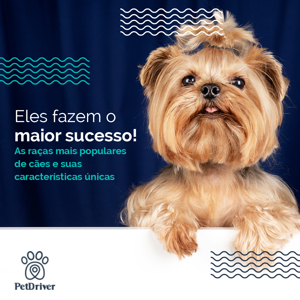 De Goldens a Bulldogs: as raças de cães mais queridas pelos brasileiros!