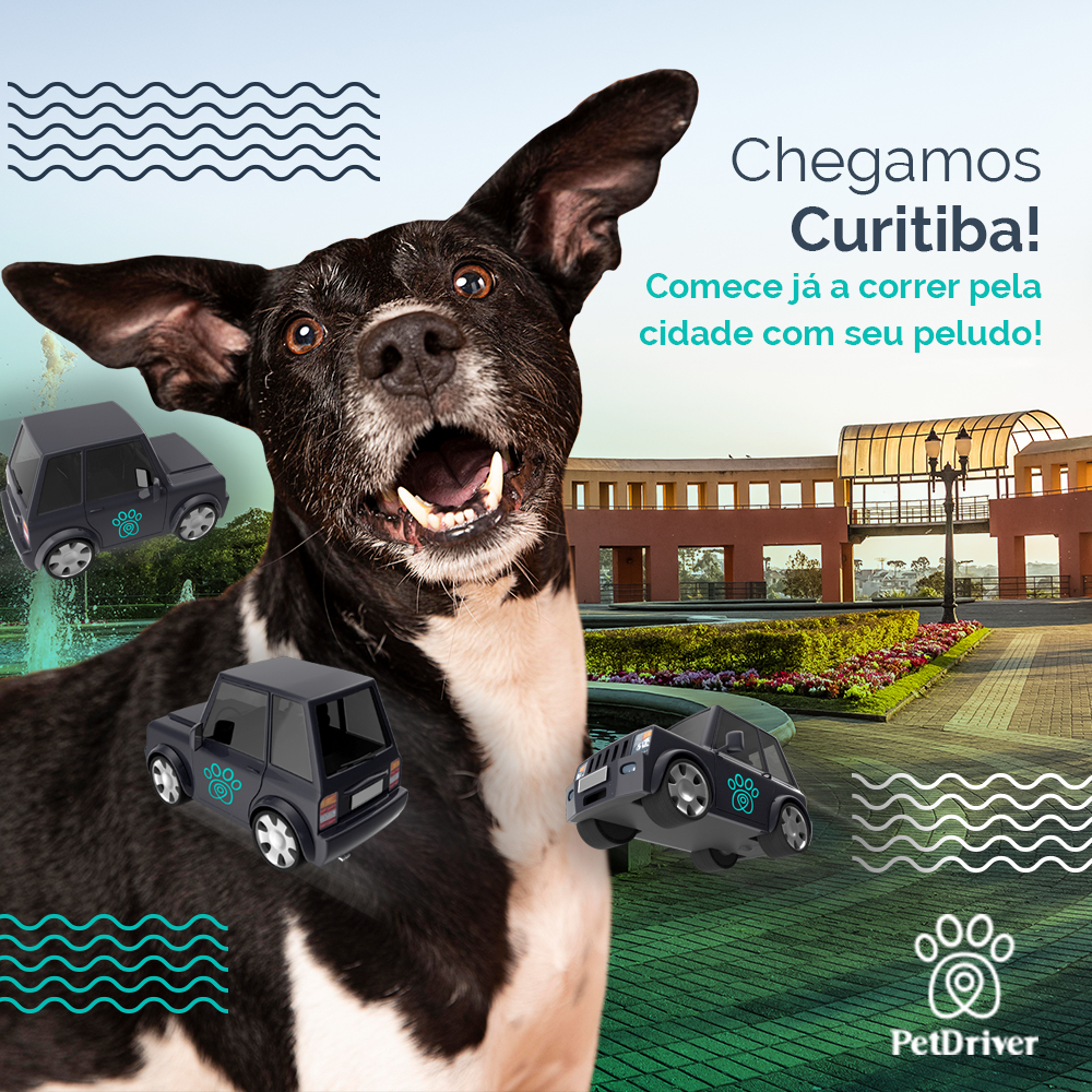 Bora pra rua Curitiba! Patinhas felizes correndo pela cidade!