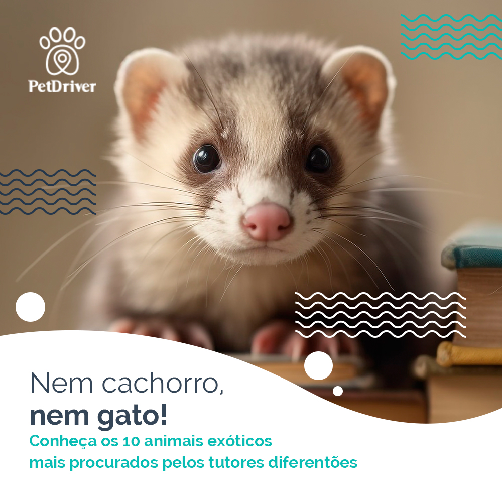 Exóticos, diferentes e com muita personalidade!