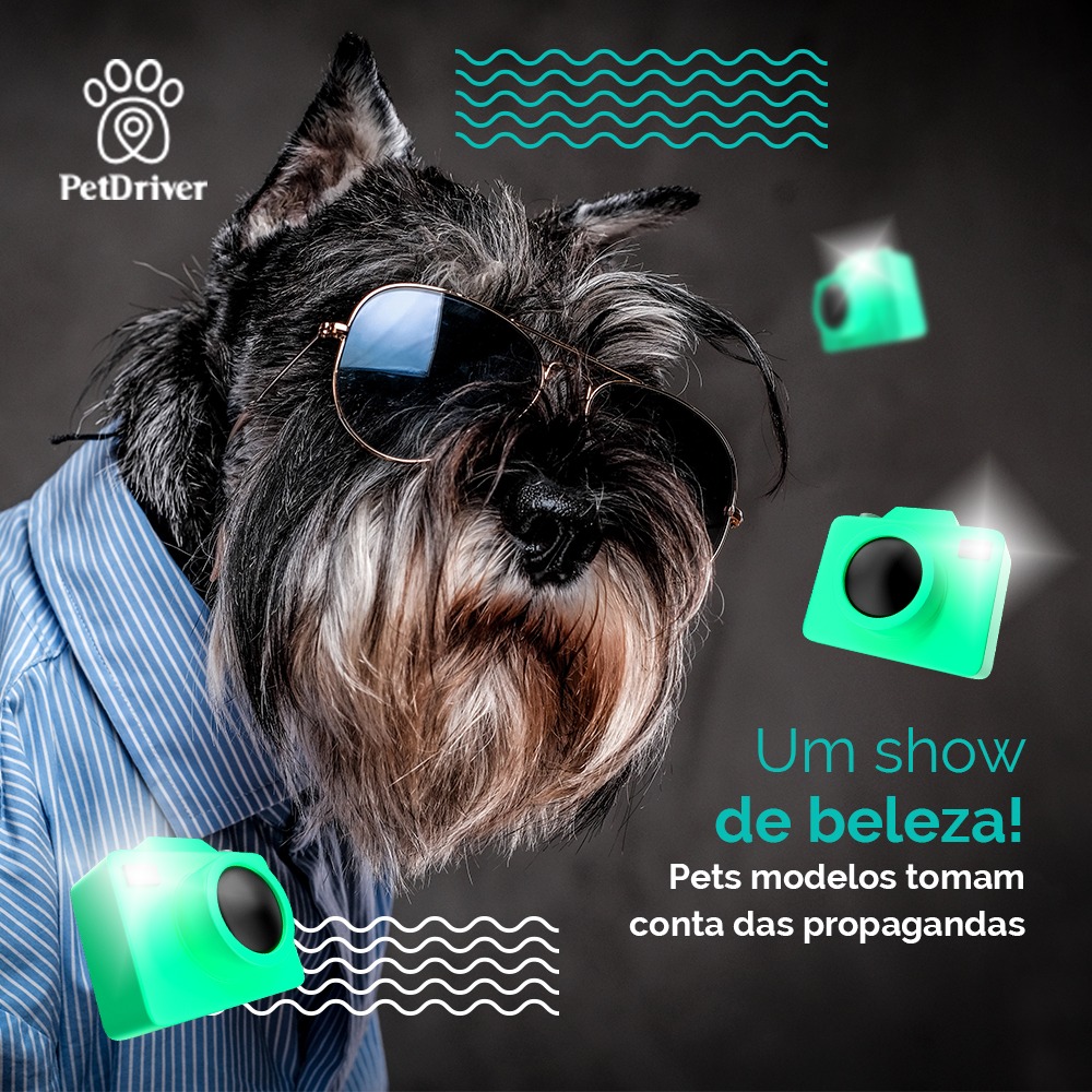 Pets que brilham nos holofotes! Como o seu pode ser um deles?