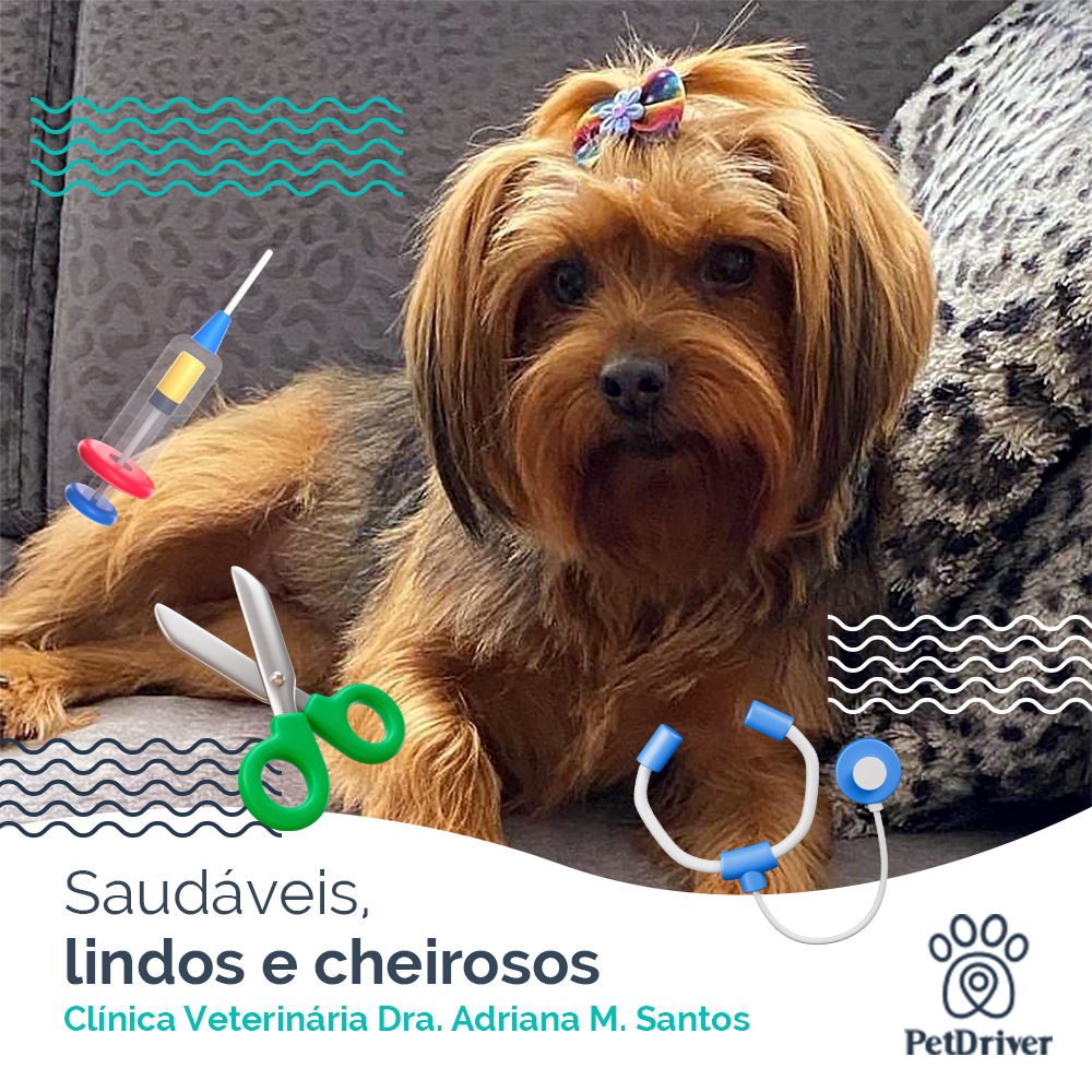 Pets felizes, saudáveis, lindos e cheirosos