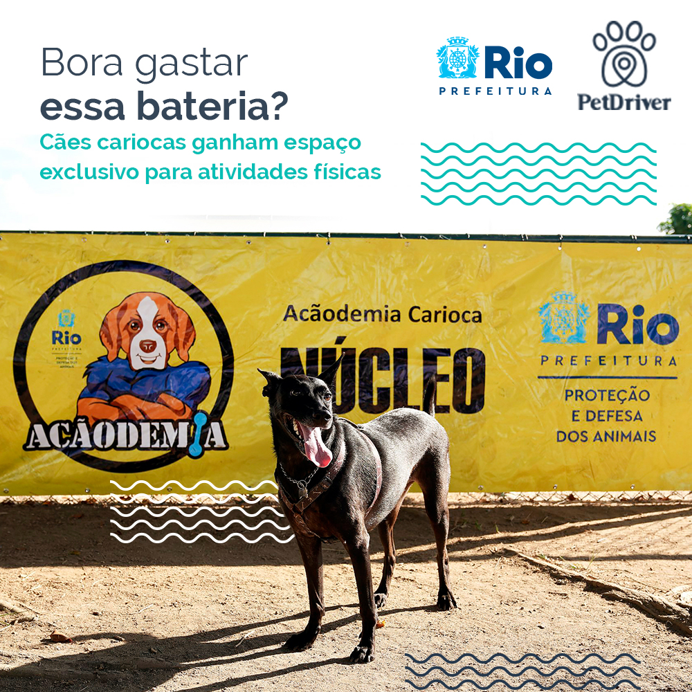 Rio ganha academia para cães no Parque da Lagoa