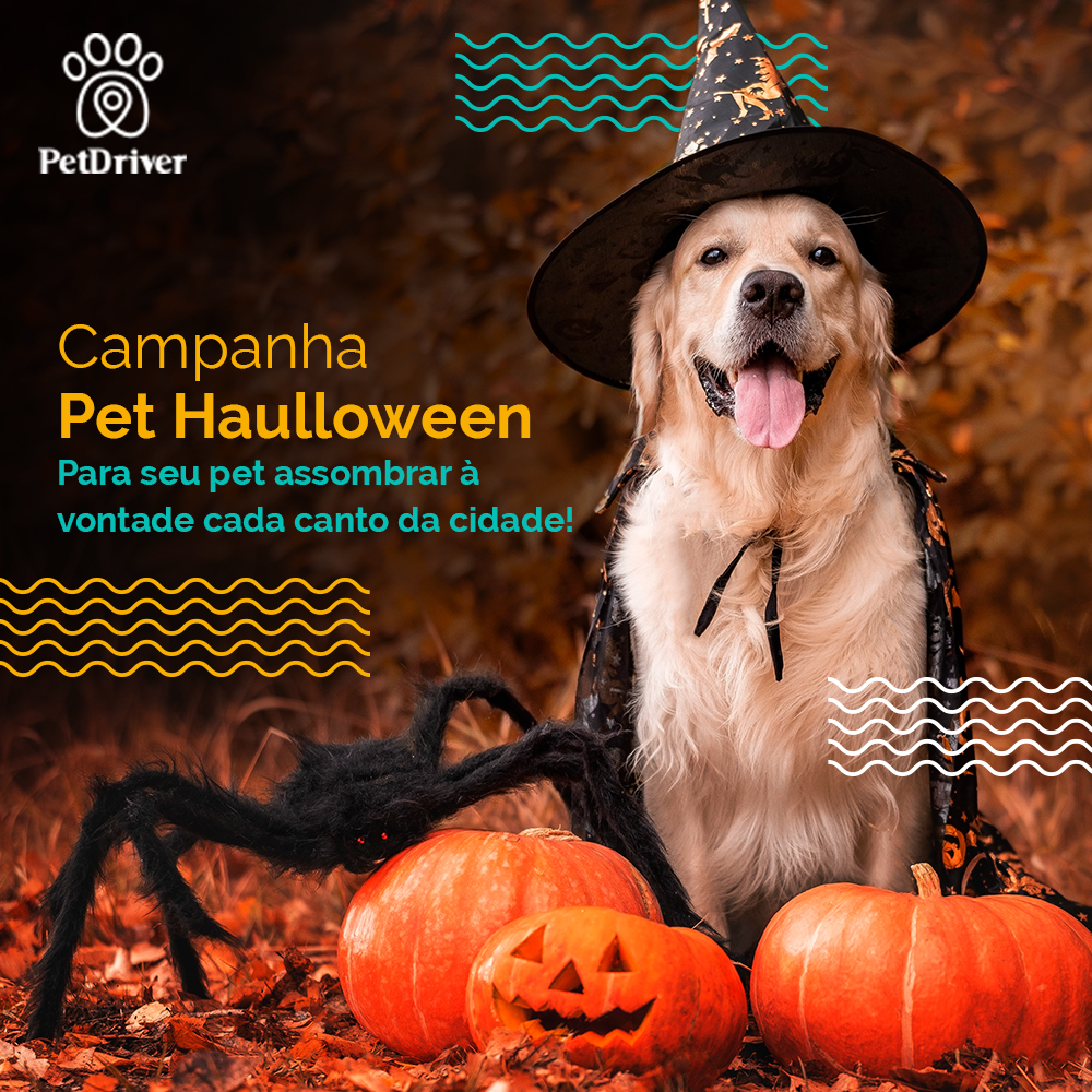 Pet Haulloween chegou! Seu pet tocando o terror por toda a cidade!
