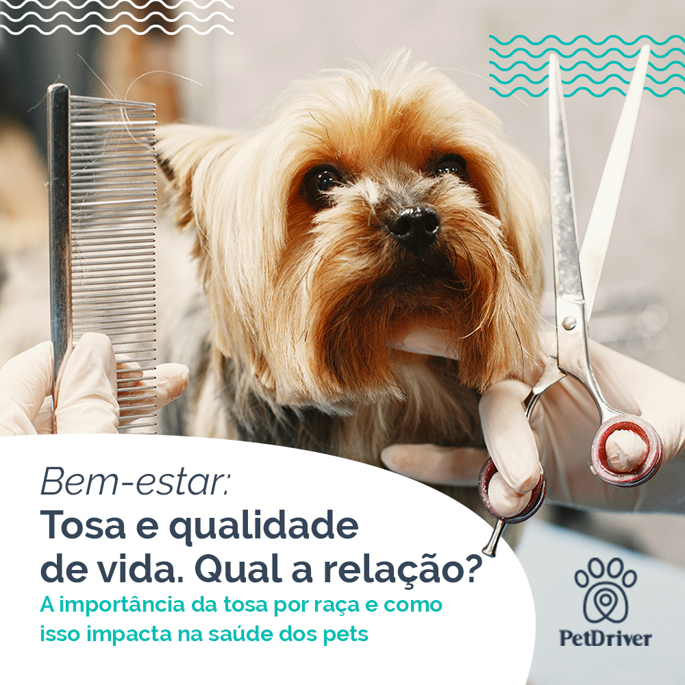 Mais que estética! Manter a tosa em dia é manter a saúde em dia