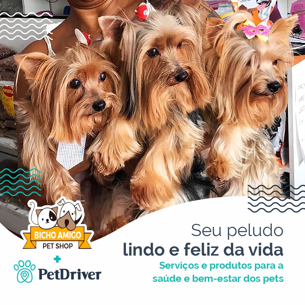 Tudo que seu pet precisa para ser feliz
