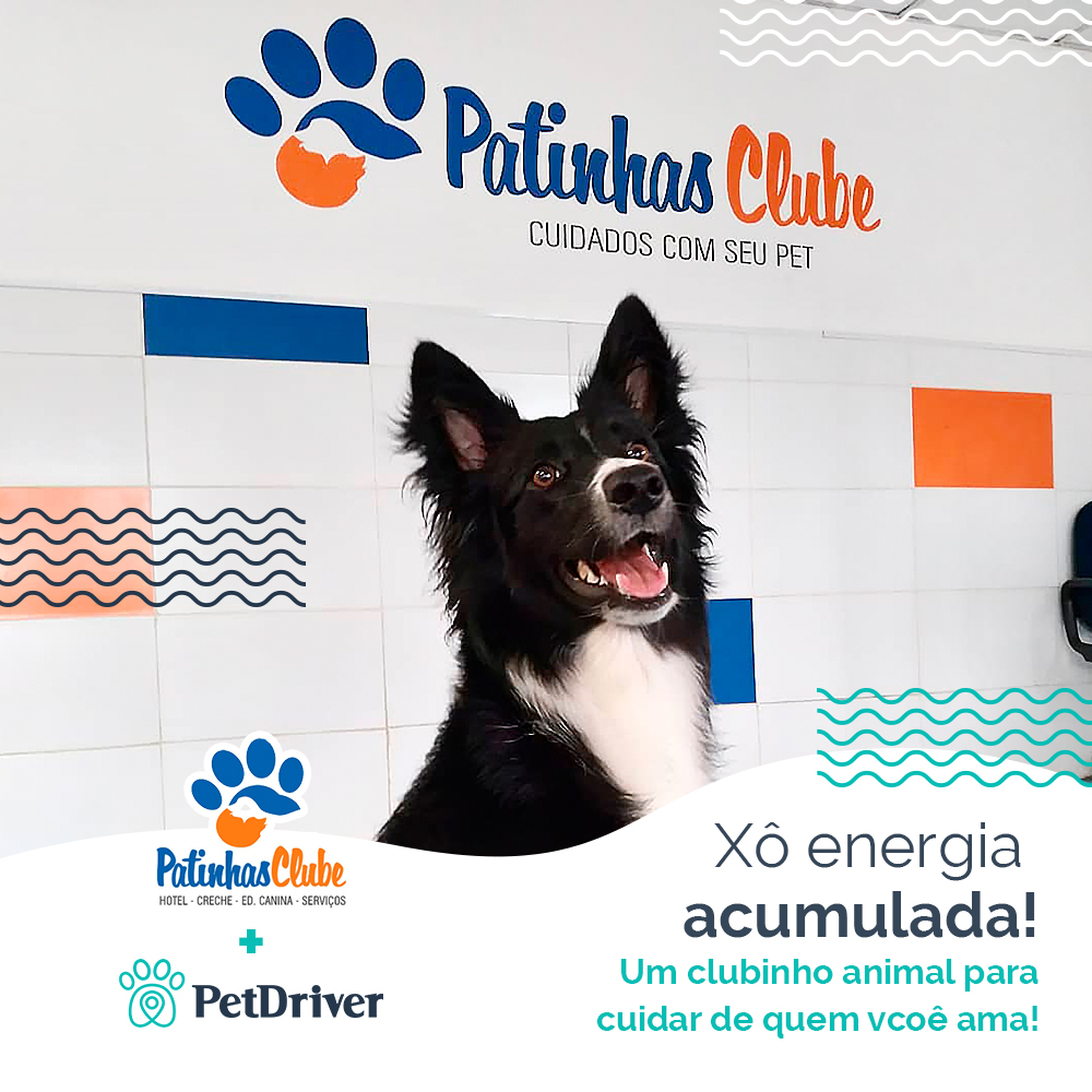 Um clubinho animal para os pets da ZN de SP!