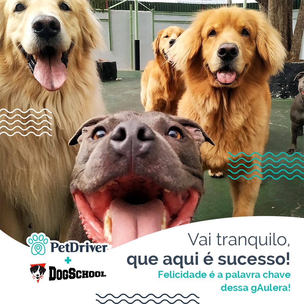 Alô cachorrada do Ipiranga!! Achamos o seu lugar!