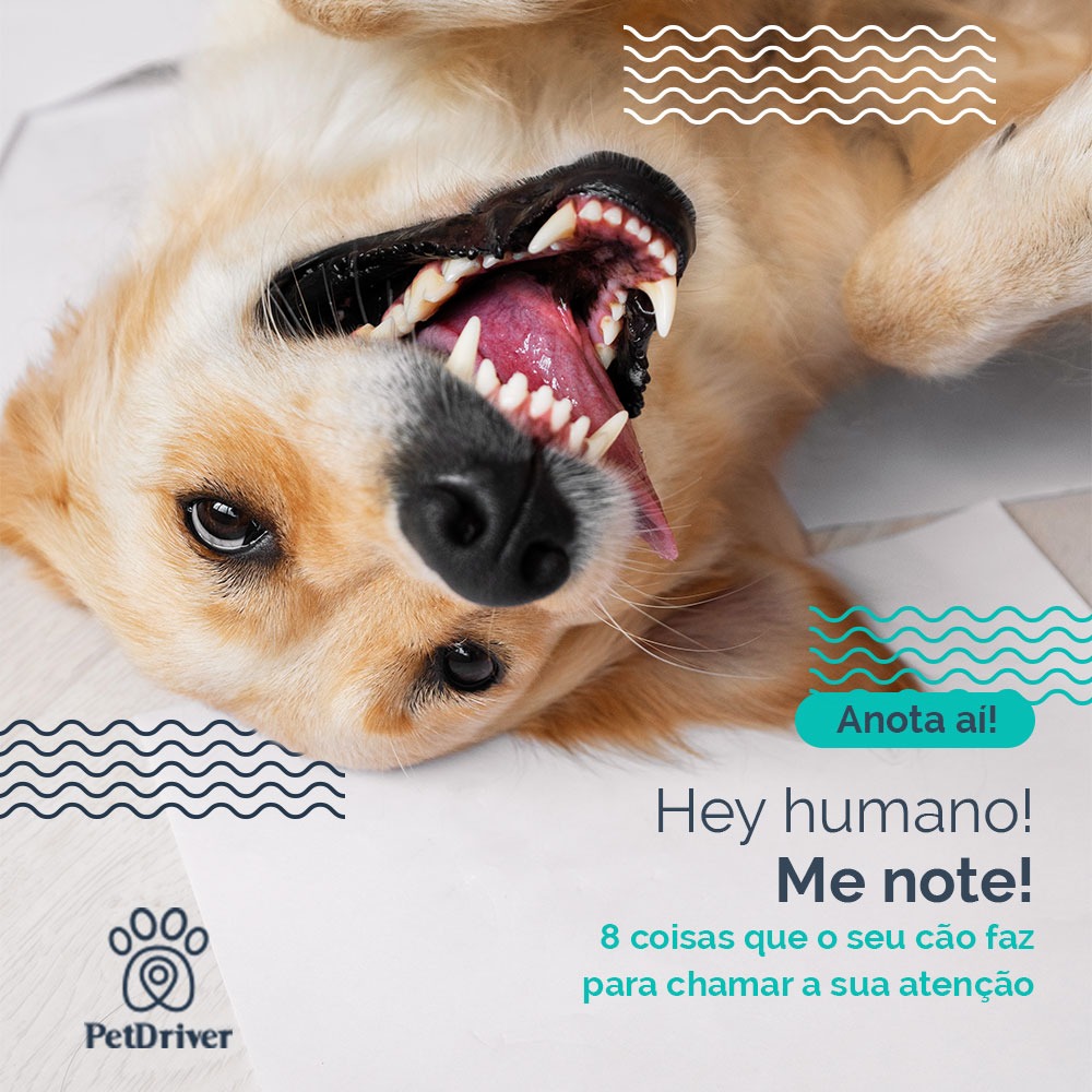  Hey humano! Me note!
