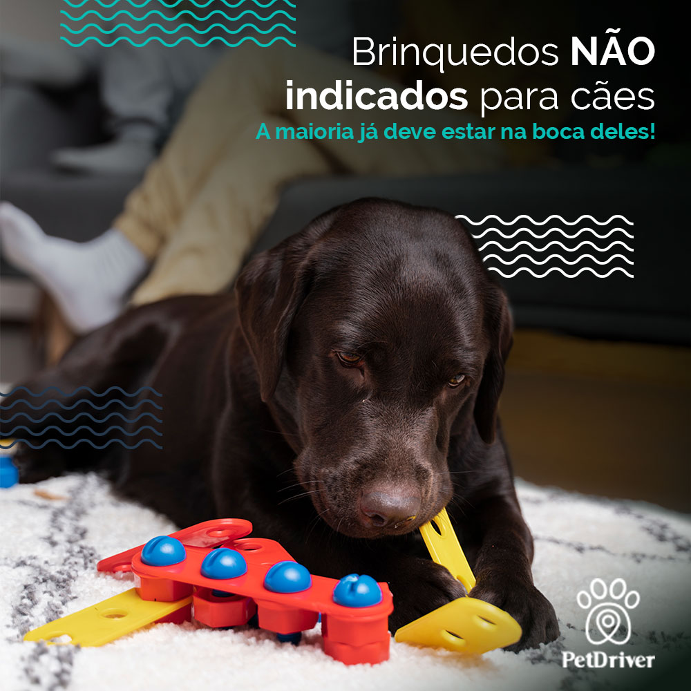 Surpreenda-se com o que o seu pet não pode brincar!