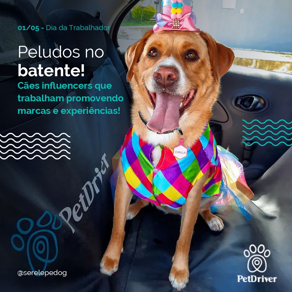 Peludos no batente do universo digital!