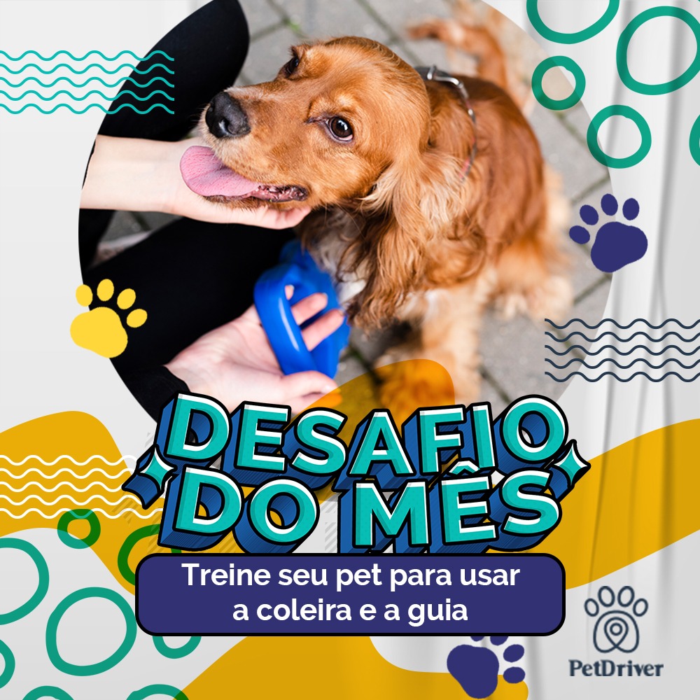 Na hora do passeio é um sufoco para usar a coleira?