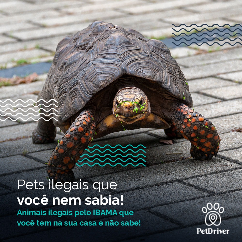 Pets silvestres ilegais que talvez você nem conhecesse!