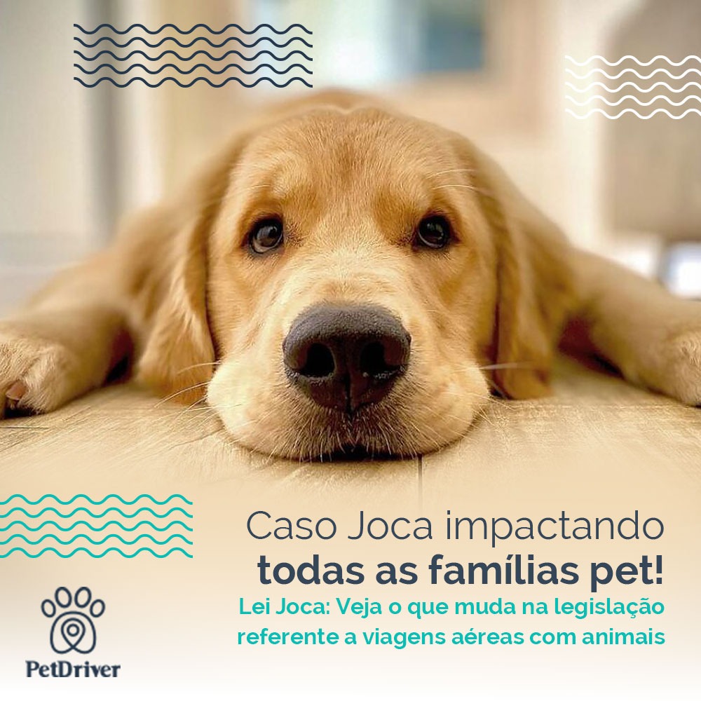 Caso Joca impactando todas as famílias pets