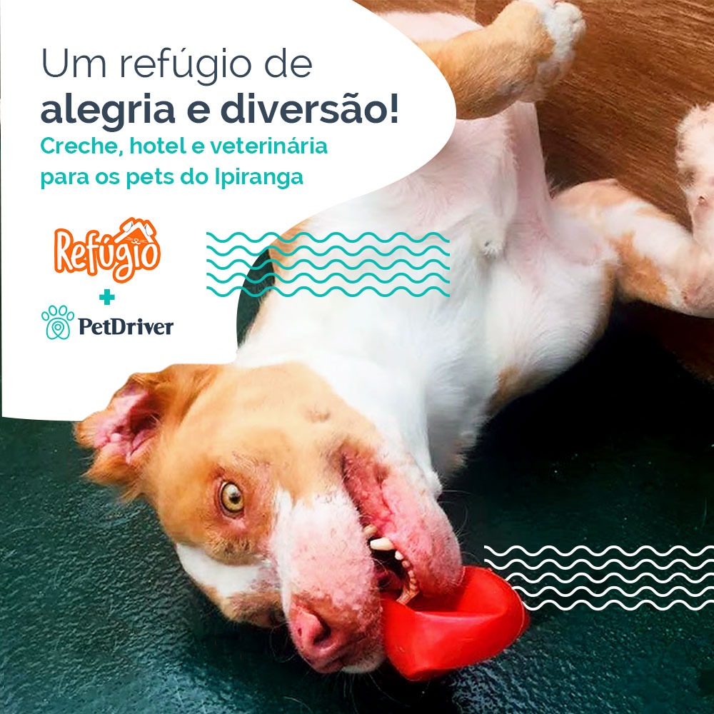 O refúgio dos peludos no Ipiranga