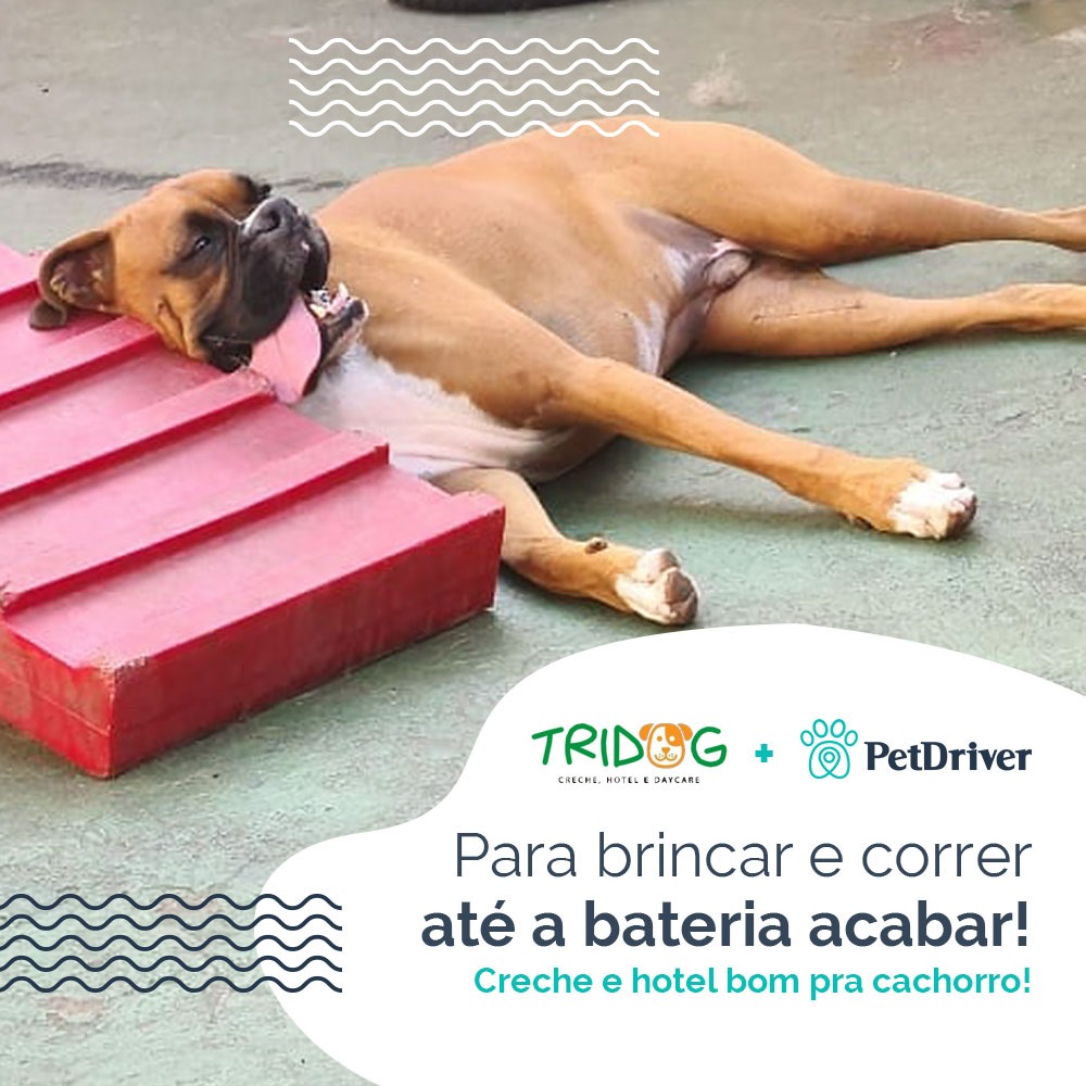 Alô cachorrada 220v!