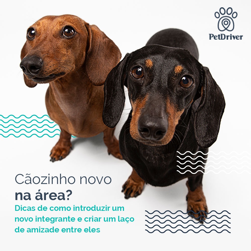 Cãozinho novo na área? Siga esse passo a passo