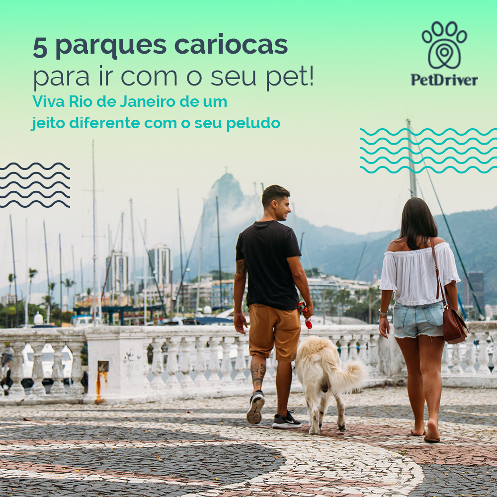 5 opções de destino para pets cariocas!