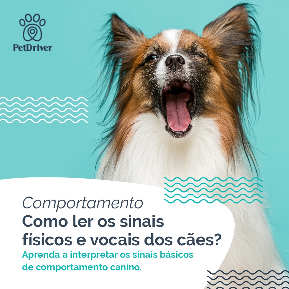 Entenda a linguagem do seu cão!