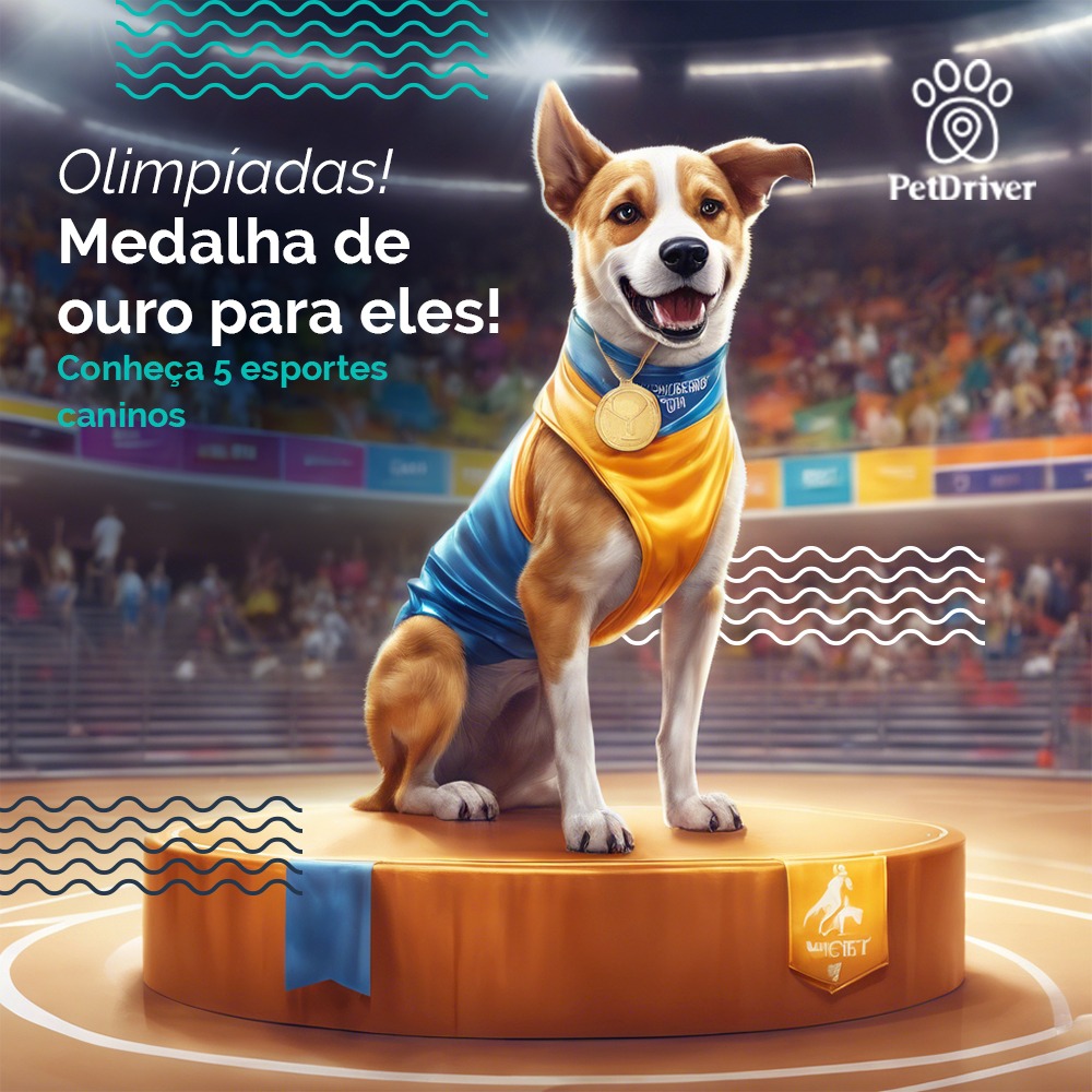 Esportes caninos que valem ouro!