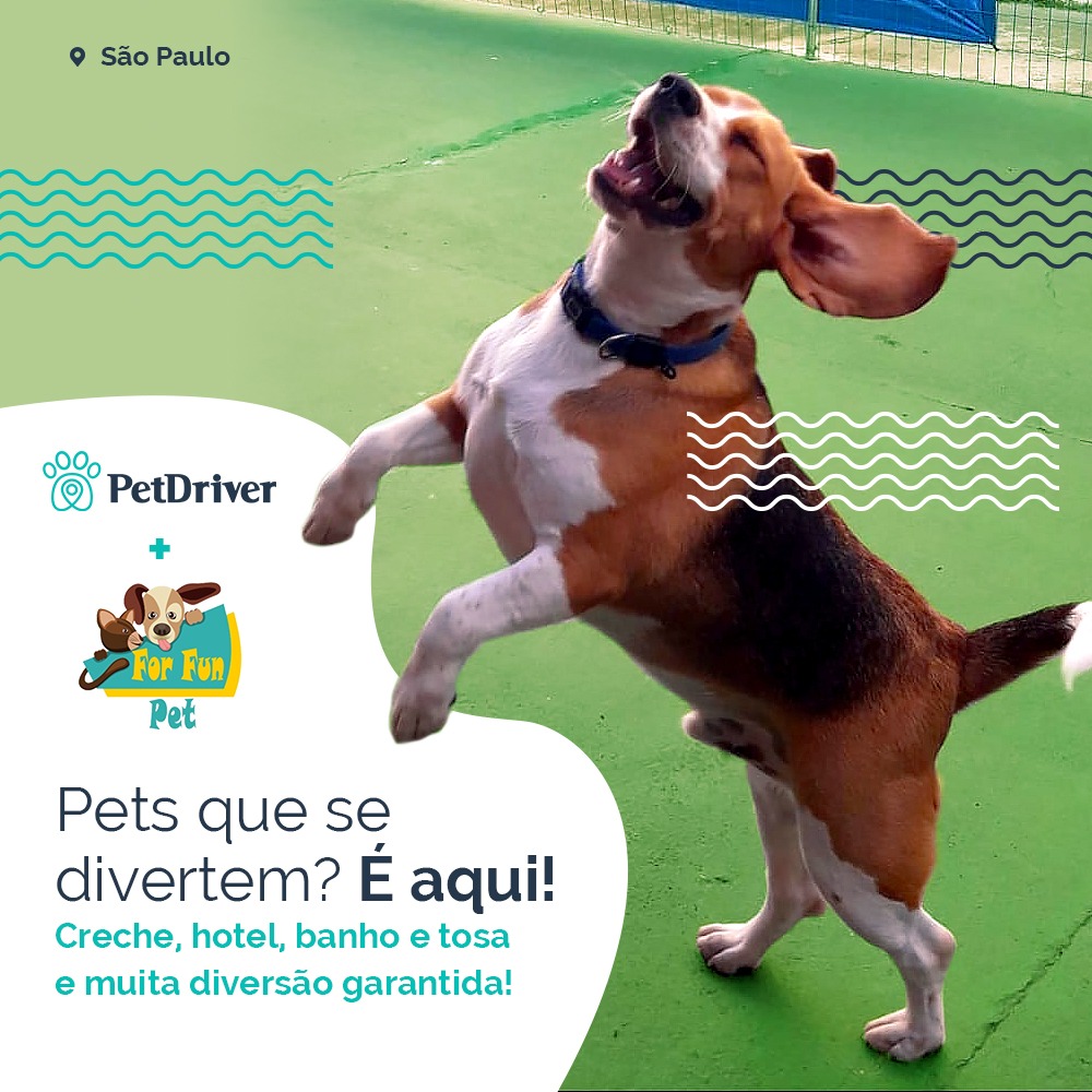 Diversão garantida para os peludos da Vila Maria!