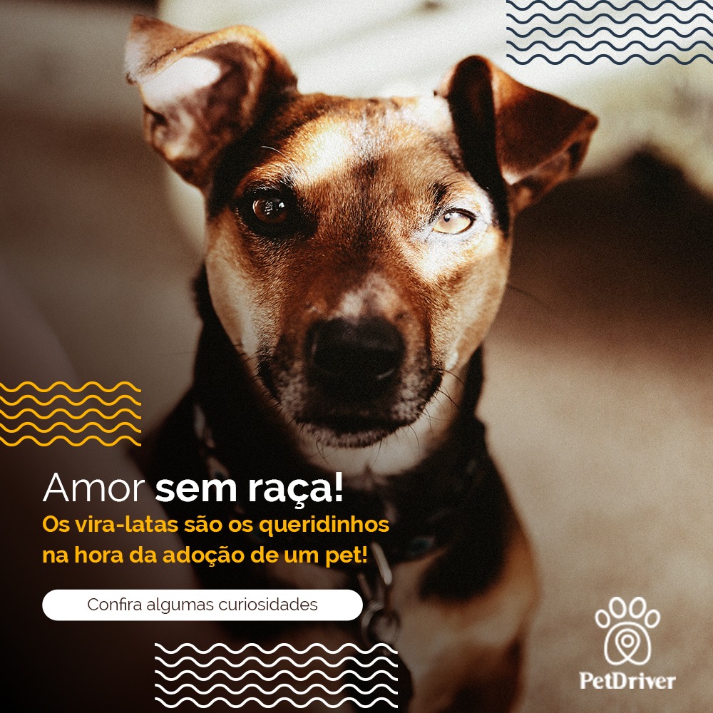 Os queridinhos dos brasileiros não tem raça! Entenda!