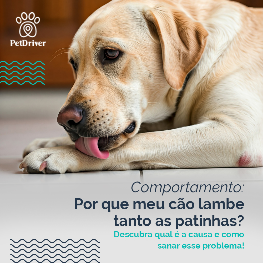 Por que meu pet lambe tanto as patinhas?