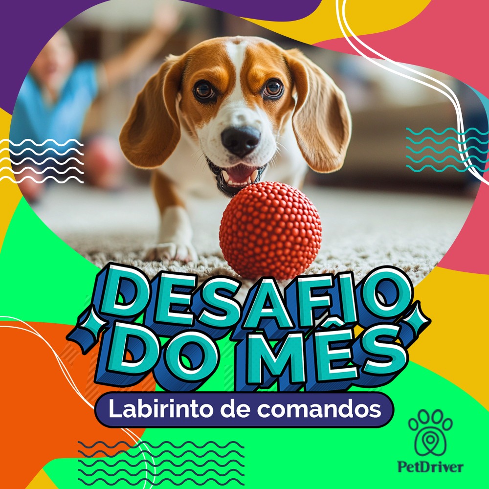 Diversão garantida, faça chuva ou faça sol!