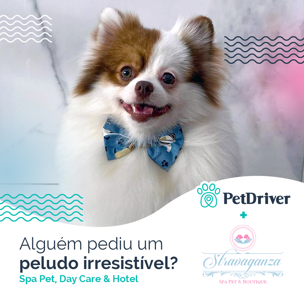 Puro luxo esse SPA Pet em São Paulo!