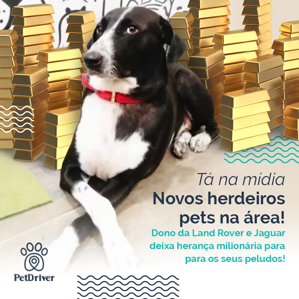 Cães chocando o mundo!