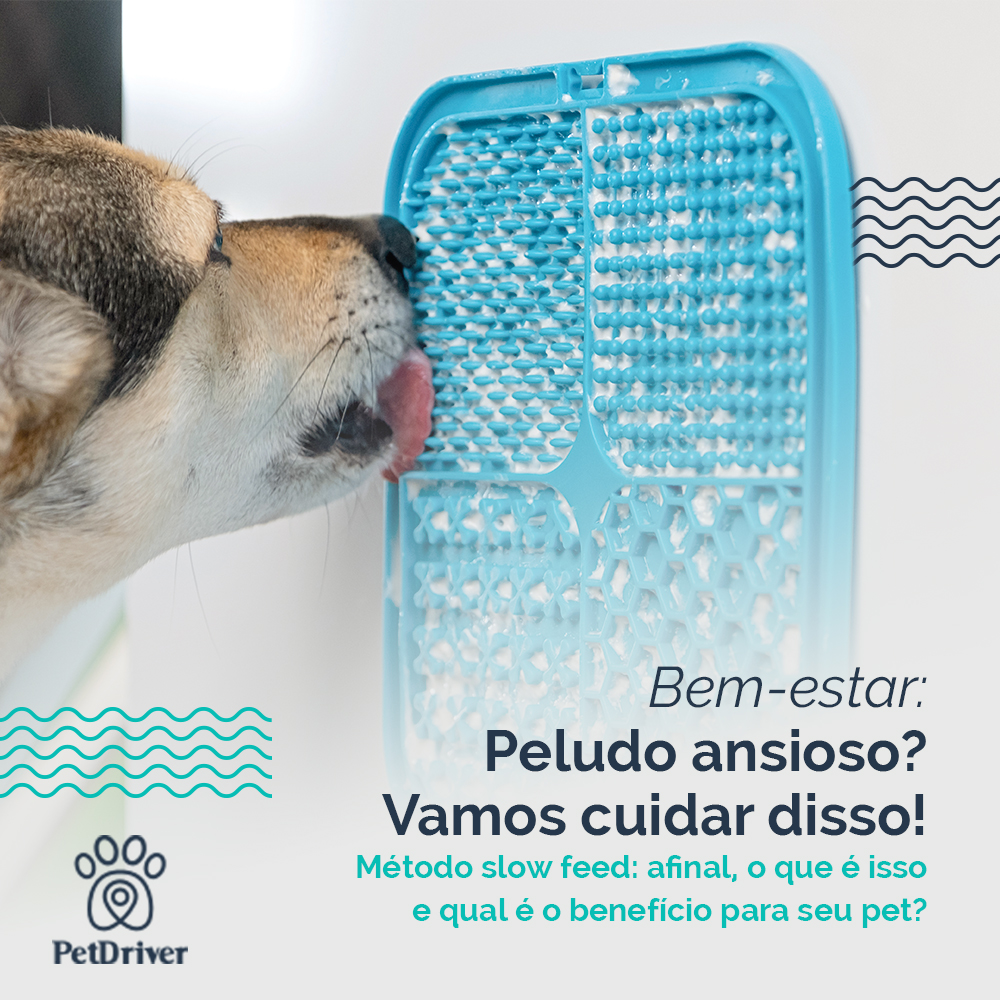 Dica para pets ansiosos comerem de forma saudável!