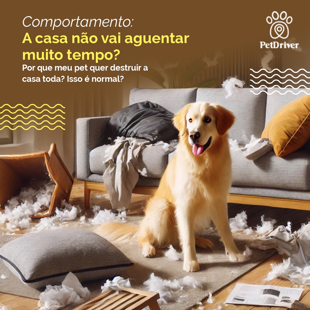 Pet destruidor em casa? Você não escolheu errado! Saiba o porquê.