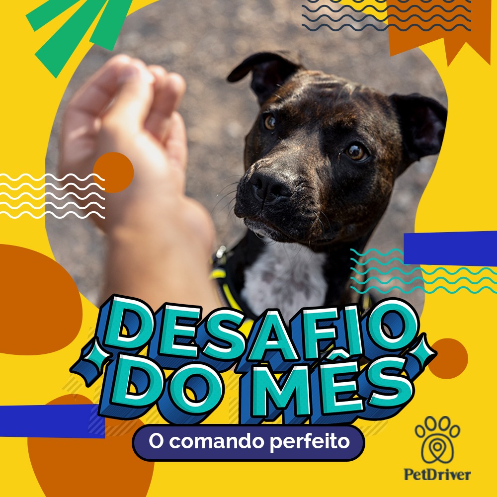 Seu pet atendendo aquele comando perfeito! Bora praticar?