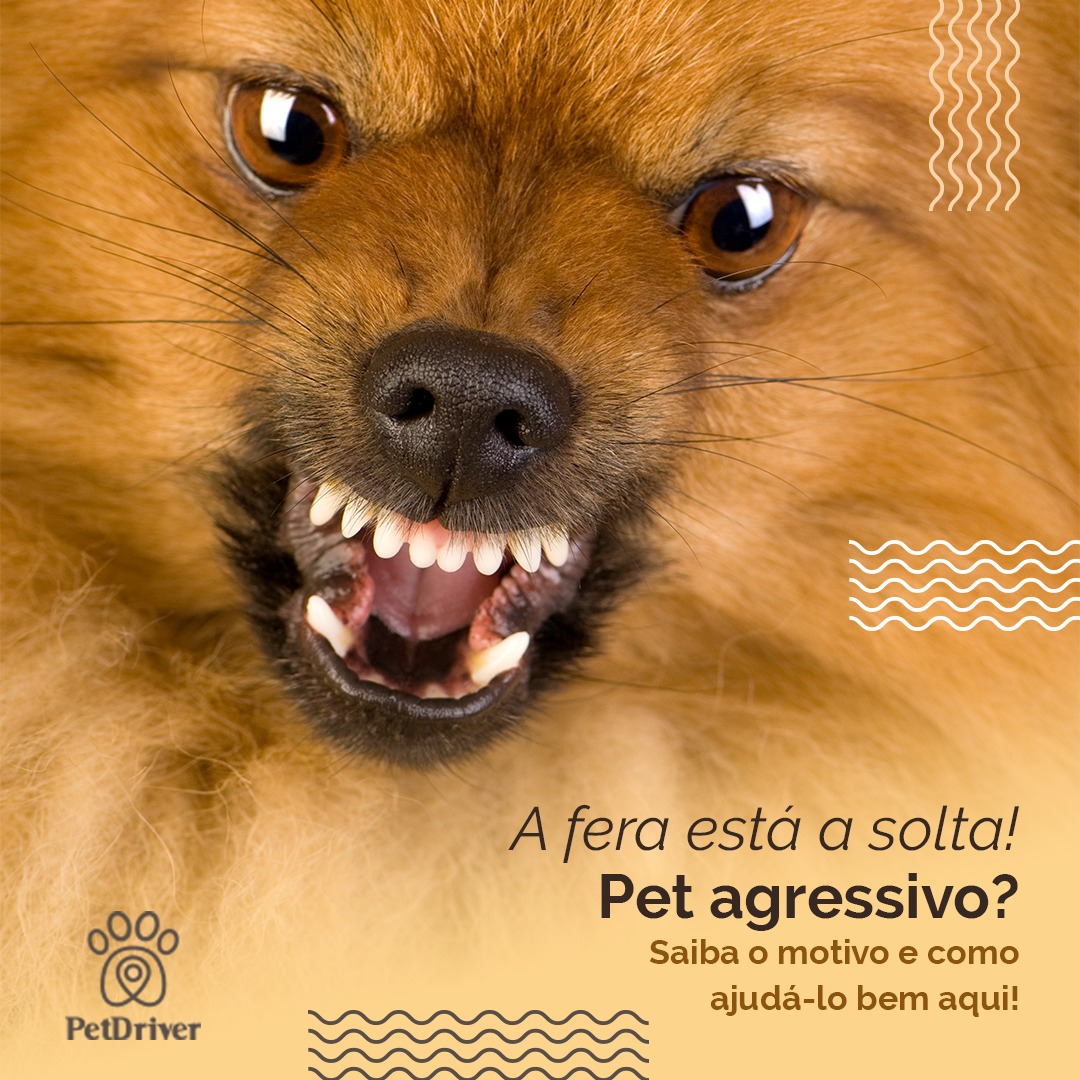 Um peludo tão lindo e bravo que só? Entenda os possíveis motivos