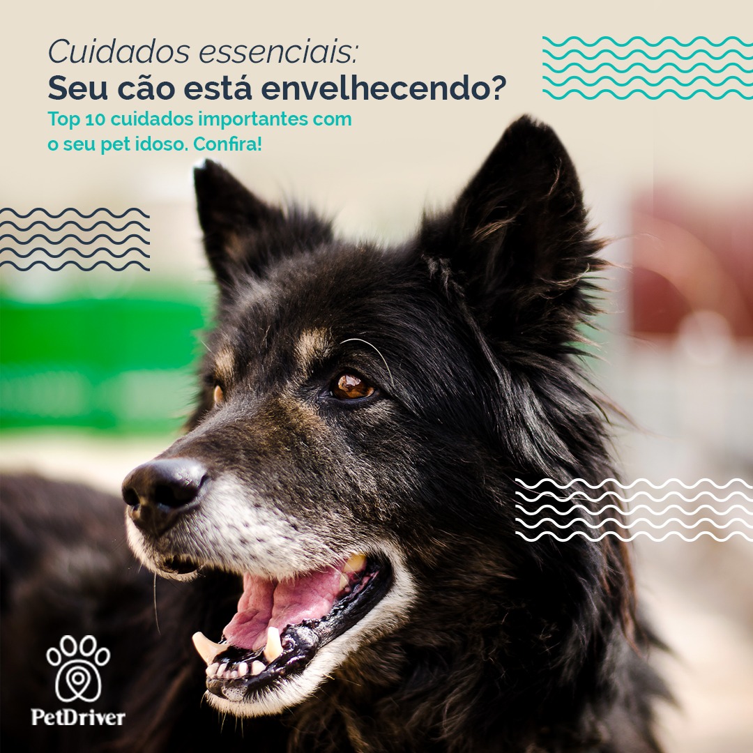 Cão idosinho envelhecendo com carinho!